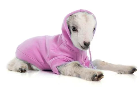 Dressed young goat Foto stock