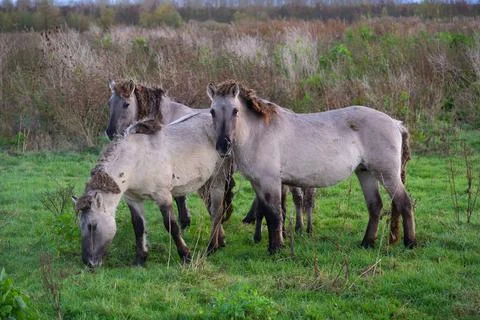 Drie konik paarden Stock Photos