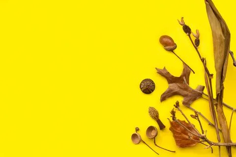 Dried acorn, branches and leaves on a yellow background with copy space Stock Photos