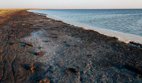 Dried algae on the shore of the shallowing drying Tuzlovsky estuary, Ukraine Stock Photos