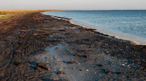 Dried algae on the shore of the shallowing drying Tuzlovsky estuary, Ukraine Stock Photos