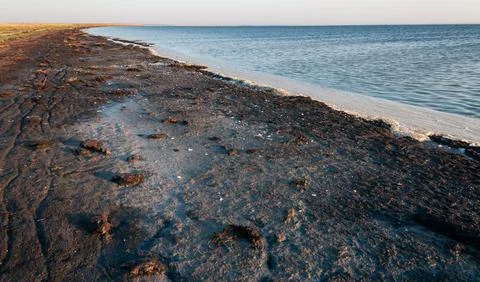 Dried algae on the shore of the shallowing drying Tuzlovsky estuary, Ukraine Stock Photos