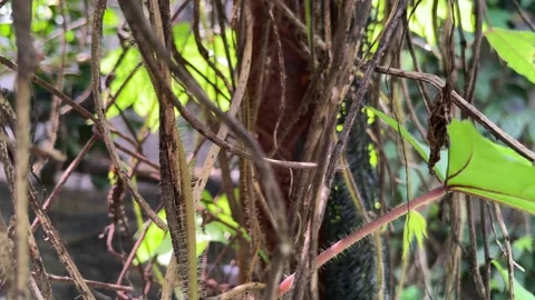 Dried and brown tendrils contrast through Urena lobata leaves. Stock-Footage 333938862