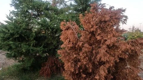 Dried and Green Tree Stock Footage 247655929