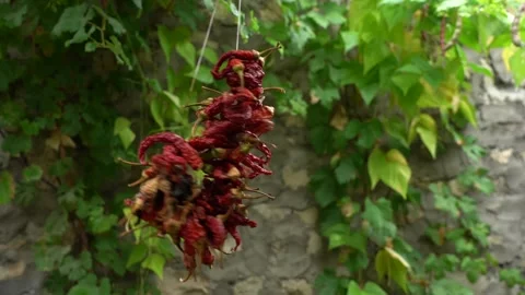 Dried and hung red hot peppers on a string 스톡 동영상 248824427