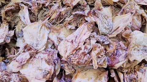 Dried and Preserved Squid or Cuttlefish Stock Footage 320146220