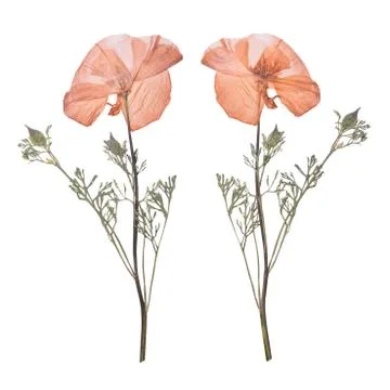 Dried and pressed the spring pink flowers isolated on white background. Herba Stock-Fotos