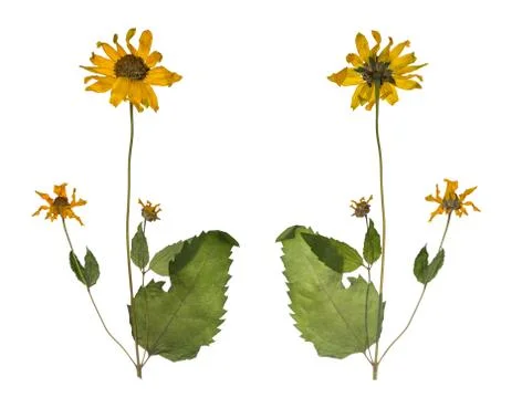 Dried and pressed the spring wild flowers isolated on white background Stock Photos