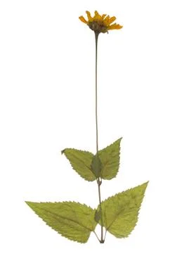 Dried and pressed spring wild flower isolated on white background. Herbarium  Stock Photos