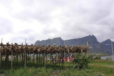 Dried and salted cod in the background of the mountains - Reine (Lofoten) Stock Photos
