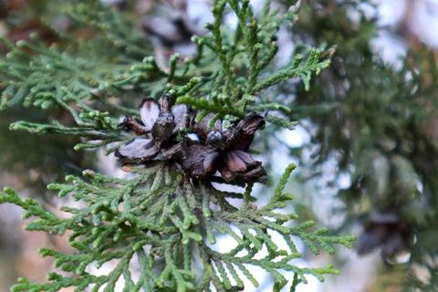 Dried and split Conifer cone of Cupressaceae. Tbilisi, Georgia Stock Photos