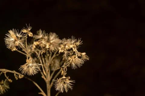 Dried and withered 写真素材