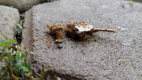 Dried animal bones being swarmed by small red ants Stock Footage 305167033