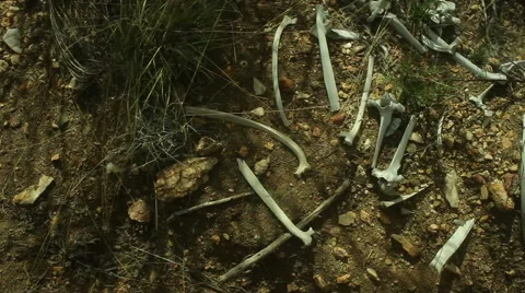 Dried animal bones in dirt Stock Footage 63497867
