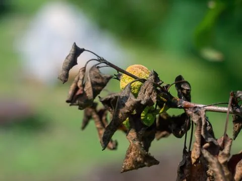 Dried apple on a branch Stock Photos