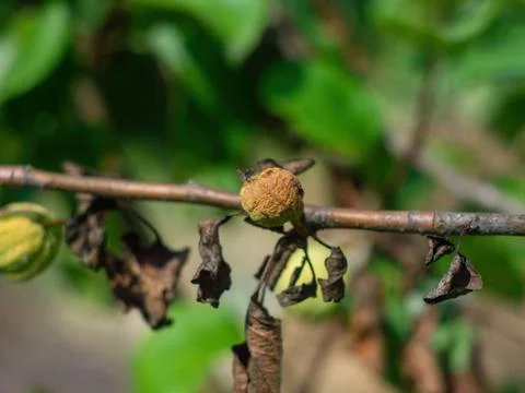 Dried apple on a branch Foto stock