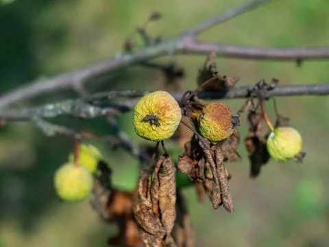 Dried apple on a branch Stock Photos