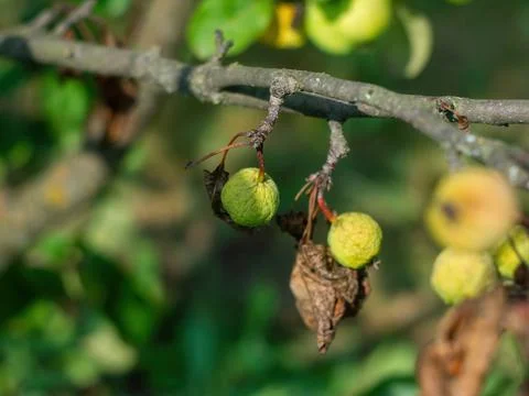 Dried apple on a branch Stock Photos