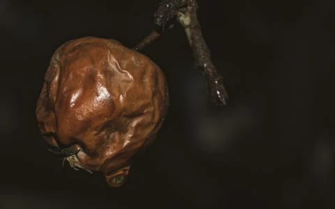 Dried apple hangs on a branch. Stock Photos