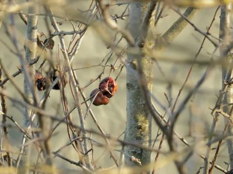 Dried Up Apples Stock Photos