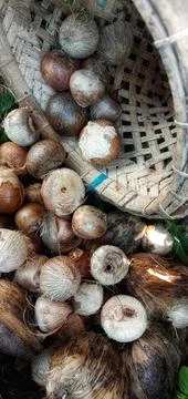 Dried areca nut that has been peeled Stockfoto's