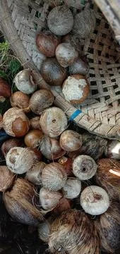 Dried areca nut that has been peeled Photos