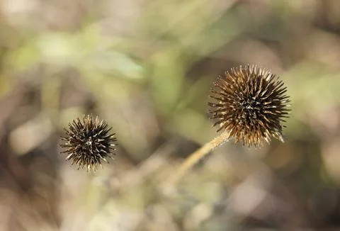 Dried Asters Foto stock
