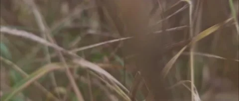 Dried autumn grass Stock Footage 186240862