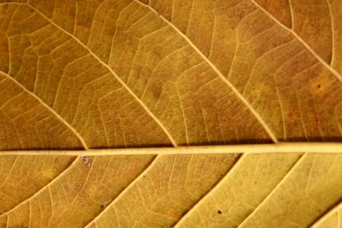 Dried Autumn Leaf Texture Close-up Stock Photos