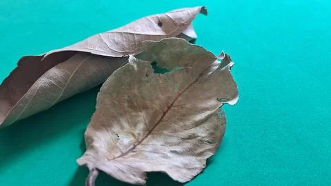 Dried autumn leaf on turquoise surface. Withered foliage texture for seasonal Stock Photos