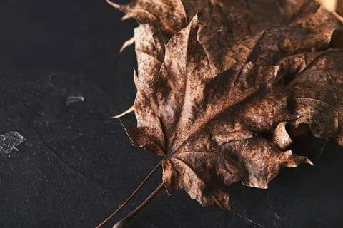 Dried autumn maple leaf on dark surface with shadows Stock Photos