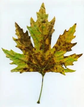Dried Autumn Plane Tree Leaf Isolated On White Background Stock Photos