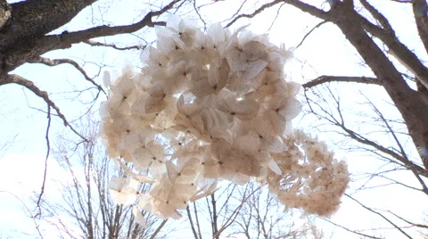 Dried Backlit  Hydrangeas Stock Footage 49215549