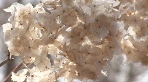 Dried Backlit Hyrangeas Stock Footage 49215388