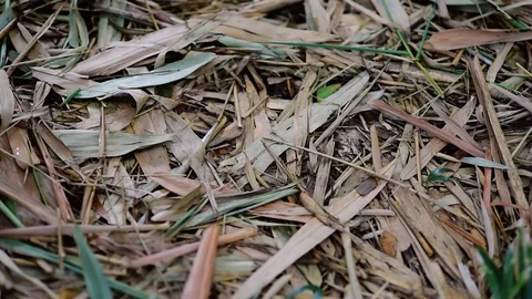 Dried bamboo leaf on the ground. Stock Footage 92880599