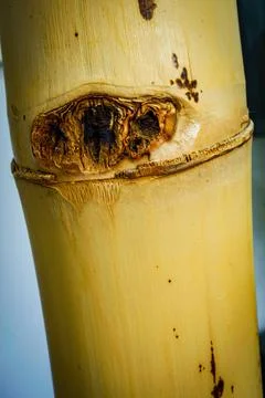Dried bamboo trunk close up Stock Photos