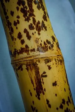 Dried bamboo trunk close up Stock Photos