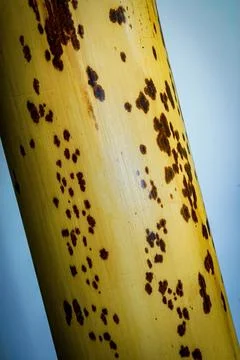 Dried bamboo trunk close up Stock Photos