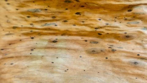Dried banana leaf texture as background Stock Photos