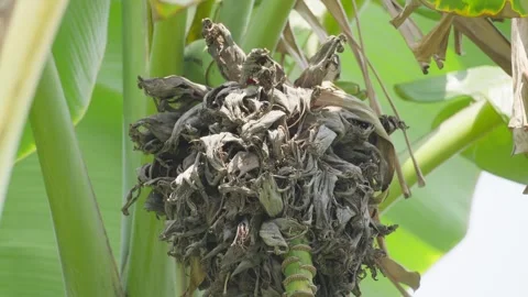 Dried Bananas Left Unharvested on Tree 스톡 동영상 343695609