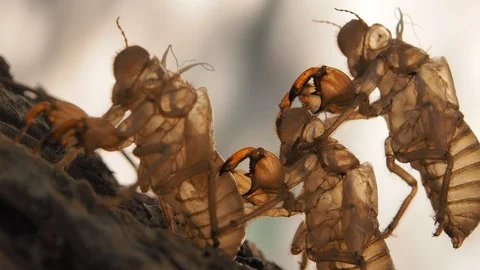 Dried bark of cicadas on tree Stock Footage 93580502