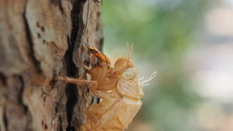 Dried bark of cicadas on tree Stock Footage 93580523