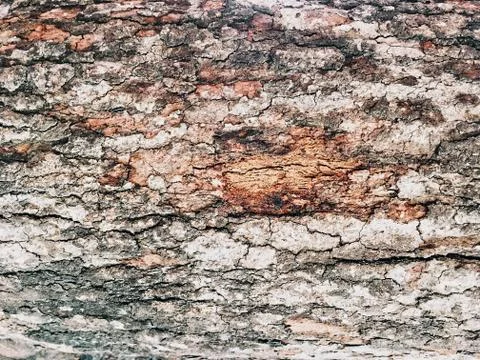 Dried bark tree texture background in brown, beige, red, close-up Фото