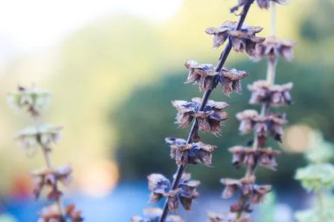 Dried basil flower 库存照片
