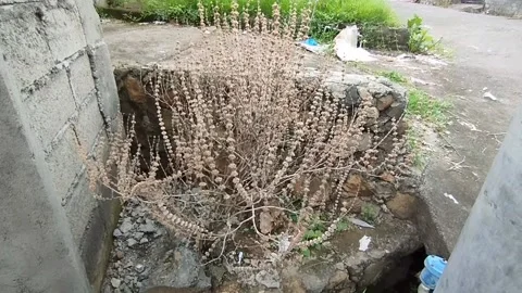 Dried basil plant Stock Footage 219198127