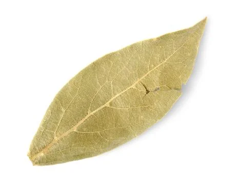 Dried bay leaf Stock Photos