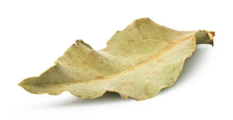 Dried bay leaf Stock Photos