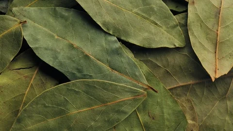 Dried bay leaf, rotation in circle. bay leaf Stock Footage 241247790