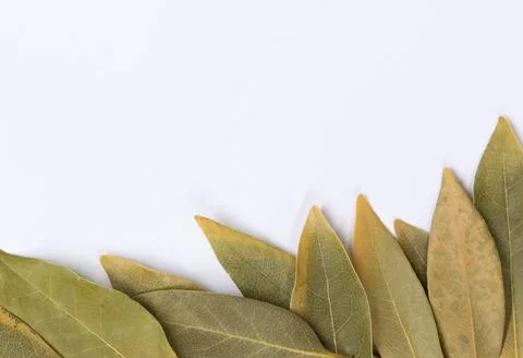 Dried Bay leaves bottom of frame white background. 库存照片