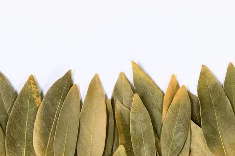 Dried Bay leaves bottom of frame white background. Stock Photos